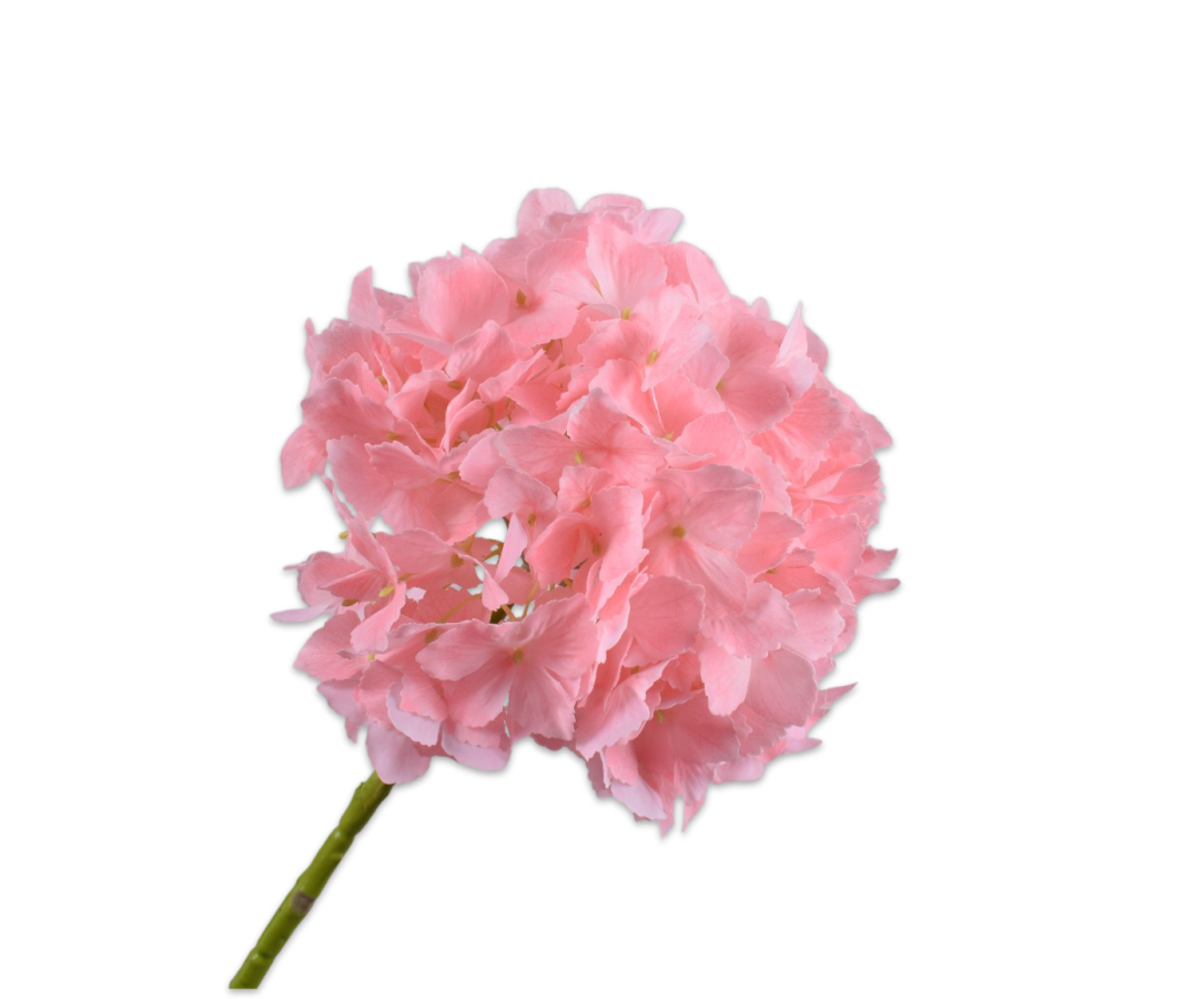 HORTENSIA, TEHISLILL, HÕRE ROOSA, 64CM
