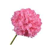 HYDRANGEA, ARTIFICIAL FLOWER, DARK PINK, 64CM