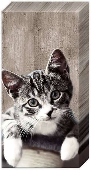 KASIMIR KABATLAKATIŅI 21X21CM 20GAB, 4-SLĀŅI, PAPĪRS, 0.057kg/pac